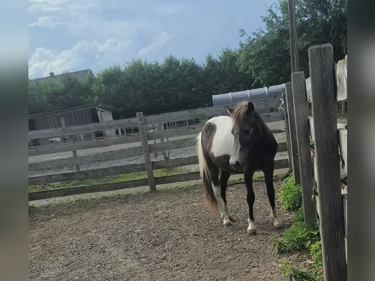 Weitere Ponys/Kleinpferde Hengst 1 Jahr 120 cm Schecke in Ledenitzen