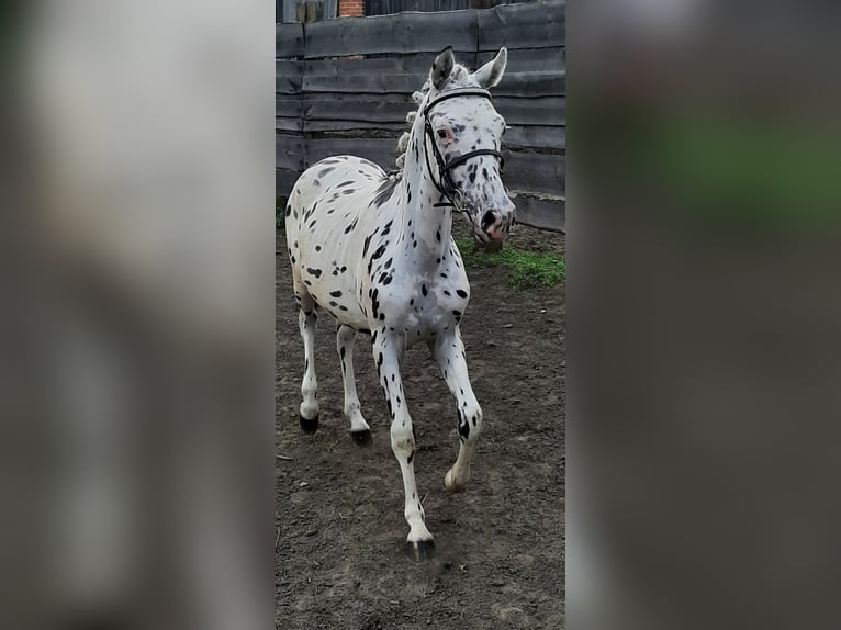 Weitere Ponys/Kleinpferde Mix Hengst 1 Jahr 120 cm Tigerschecke in Pobolowice