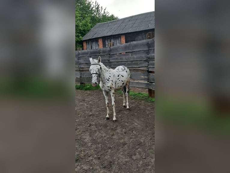 Weitere Ponys/Kleinpferde Mix Hengst 1 Jahr 120 cm Tigerschecke in Pobolowice