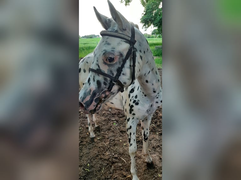 Weitere Ponys/Kleinpferde Mix Hengst 1 Jahr 120 cm Tigerschecke in Pobolowice