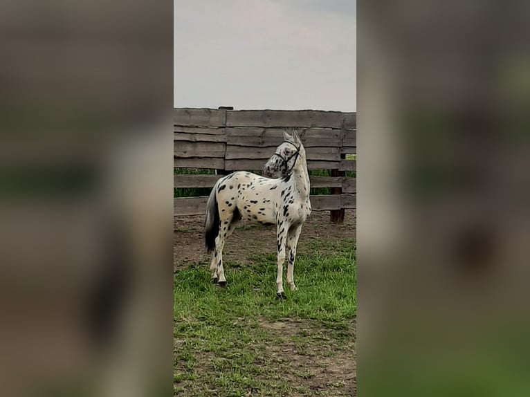 Weitere Ponys/Kleinpferde Mix Hengst 1 Jahr 120 cm Tigerschecke in Pobolowice