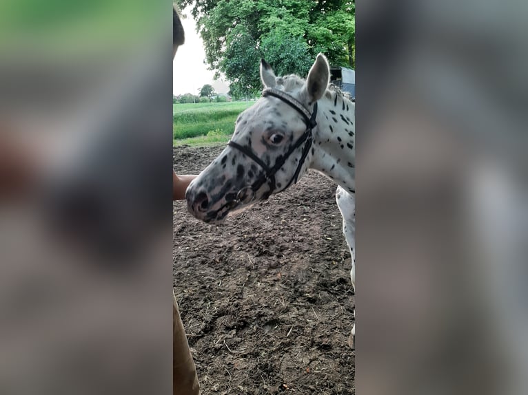 Weitere Ponys/Kleinpferde Mix Hengst 1 Jahr 120 cm Tigerschecke in Pobolowice