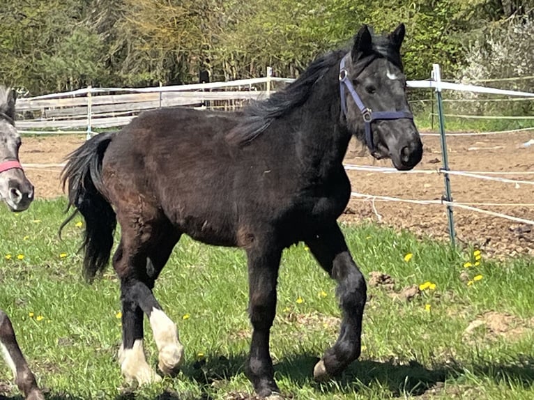 Weitere Ponys/Kleinpferde Hengst 1 Jahr 125 cm Rappe in Ursensollen
