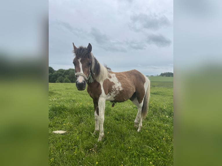 Weitere Ponys/Kleinpferde Mix Hengst 1 Jahr 135 cm Schecke in Kaltohmfeld