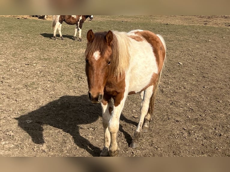 Weitere Ponys/Kleinpferde Mix Hengst 1 Jahr 137 cm Fuchs in Kaltohmfeld