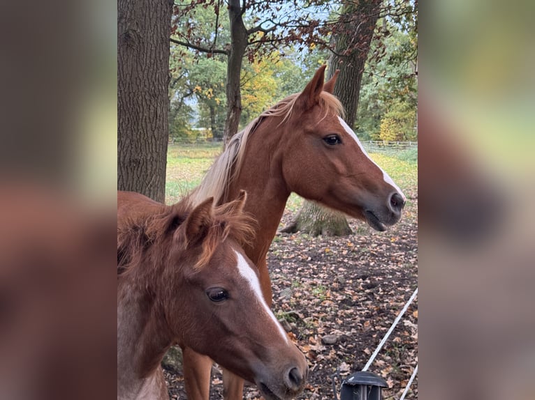 Weitere Ponys/Kleinpferde Hengst 1 Jahr 143 cm Kann Schimmel werden in Suderburg
