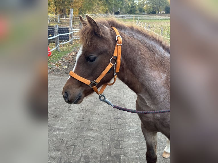 Weitere Ponys/Kleinpferde Hengst 1 Jahr 143 cm Kann Schimmel werden in Suderburg