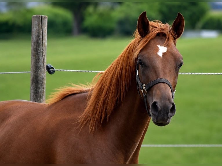 Weitere Ponys/Kleinpferde Hengst 1 Jahr 148 cm Dunkelfuchs in Muri AG