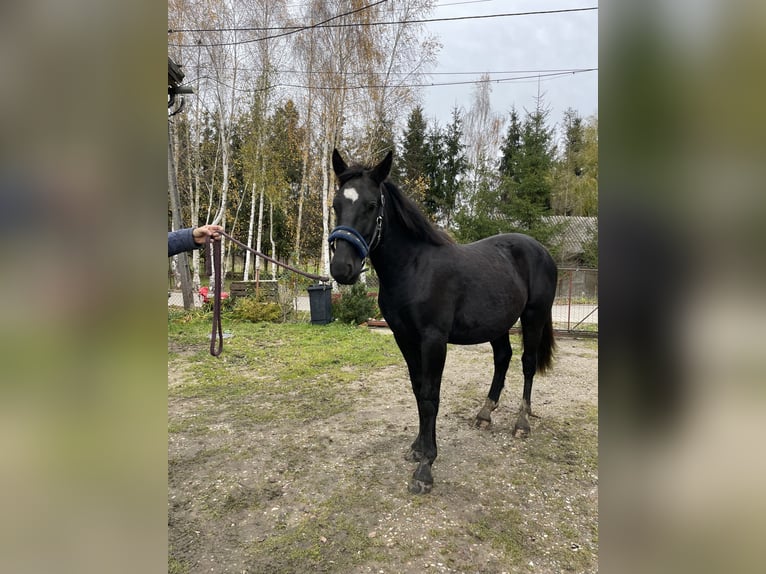 Weitere Ponys/Kleinpferde Mix Hengst 1 Jahr 155 cm Rappe in Jeziorany
