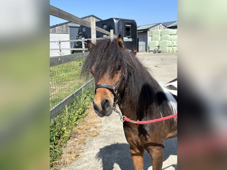 Weitere Ponys/Kleinpferde Hengst 1 Jahr 80 cm Brauner in GROTE-BROGEL