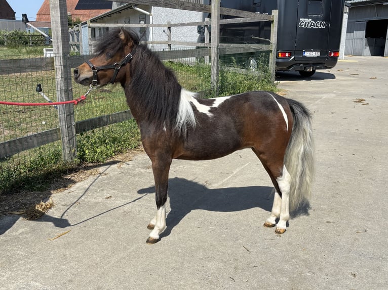 Weitere Ponys/Kleinpferde Hengst 1 Jahr 80 cm Brauner in GROTE-BROGEL