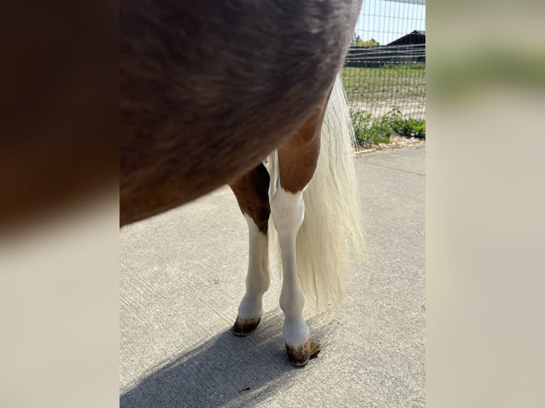 Weitere Ponys/Kleinpferde Hengst 1 Jahr 80 cm Brauner in GROTE-BROGEL