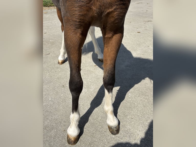 Weitere Ponys/Kleinpferde Hengst 1 Jahr 80 cm Brauner in GROTE-BROGEL