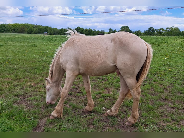 Weitere Ponys/Kleinpferde Hengst 1 Jahr Perlino in Thandorf
