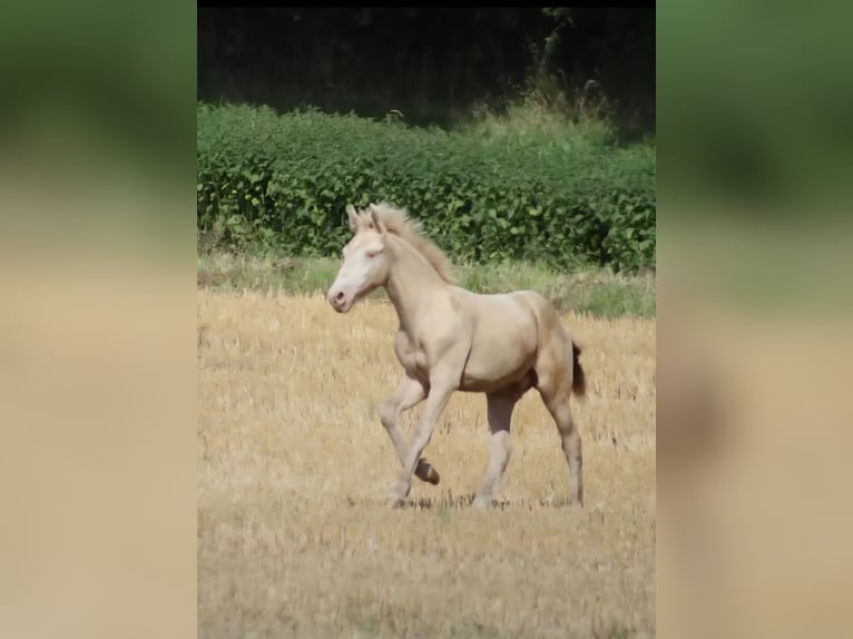 Weitere Ponys/Kleinpferde Hengst 1 Jahr Perlino in Thandorf
