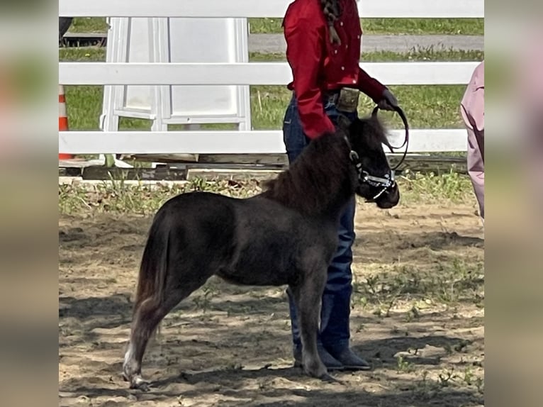 Weitere Ponys/Kleinpferde Hengst 1 Jahr Rappe in East Rochester Weitere Ponys/Kleinpferde Hengst 1 Jahr Rappe in East Rochester