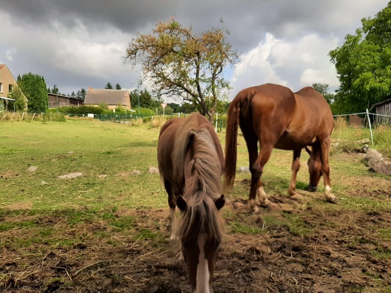 Weitere Ponys/Kleinpferde Mix Hengst 2 Jahre 110 cm Fuchs in Techentin