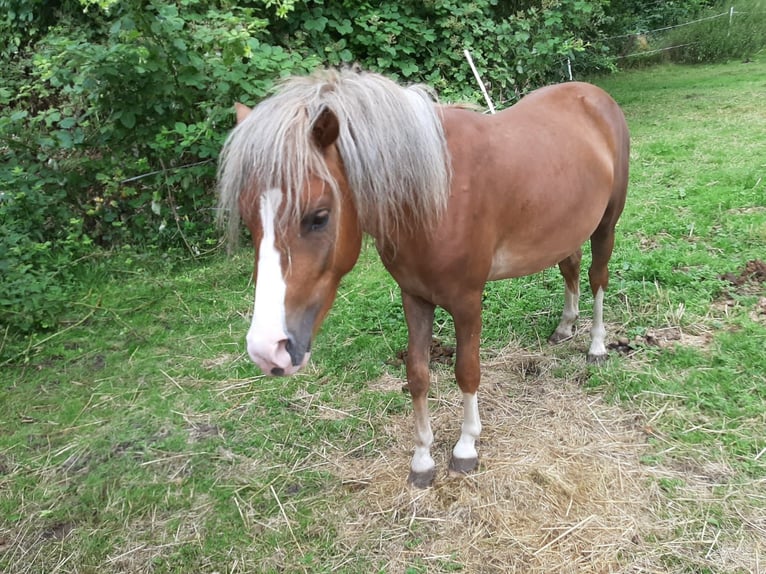 Weitere Ponys/Kleinpferde Mix Hengst 2 Jahre 110 cm Fuchs in Techentin