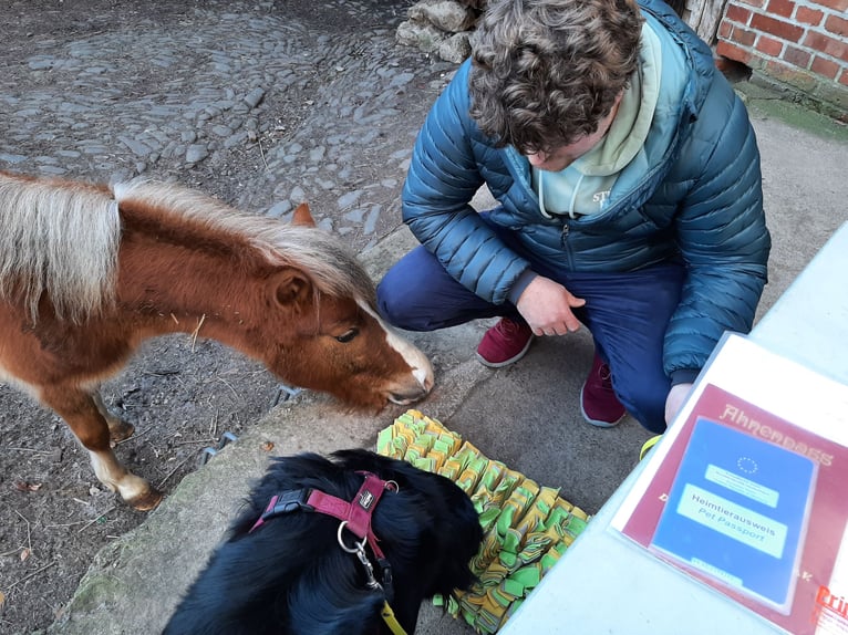 Weitere Ponys/Kleinpferde Mix Hengst 2 Jahre 110 cm Fuchs in Techentin