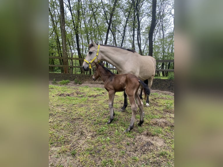 Weitere Ponys/Kleinpferde Hengst 2 Jahre 135 cm Schwarzbrauner in Lajosmizse