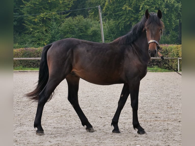Weitere Ponys/Kleinpferde Hengst 2 Jahre 148 cm Dunkelbrauner in Neustadt (Wied)