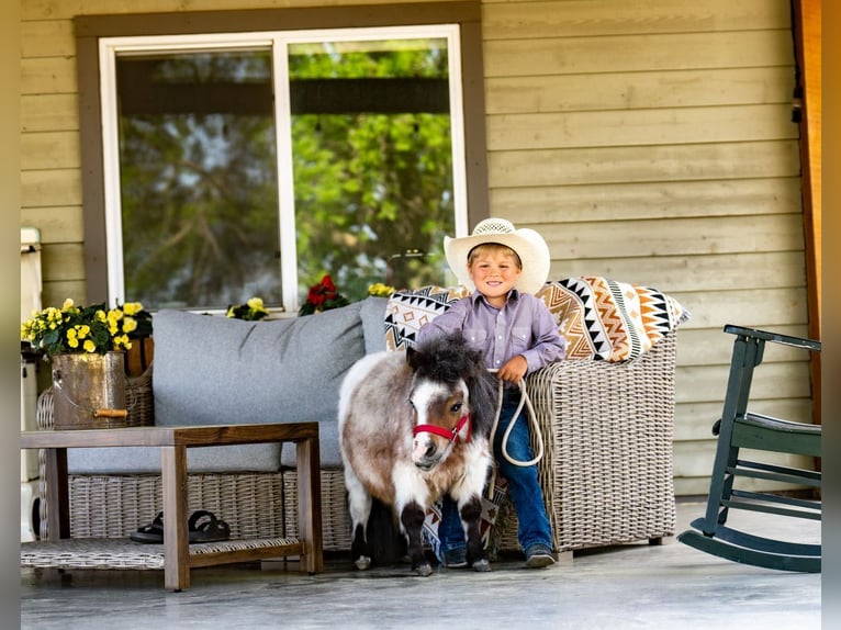 Weitere Ponys/Kleinpferde Hengst 2 Jahre 60 cm Roan-Bay in Jamesport, MO