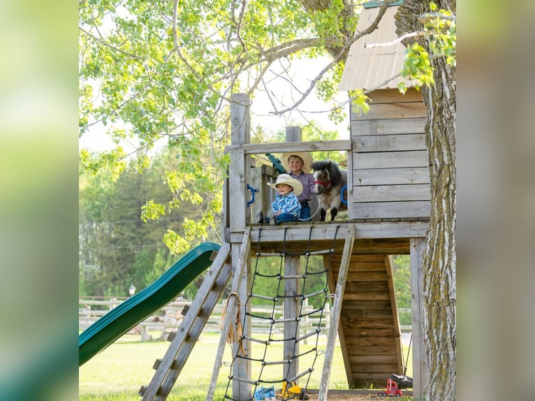 Weitere Ponys/Kleinpferde Hengst 2 Jahre 60 cm Roan-Bay in Jamesport, MO