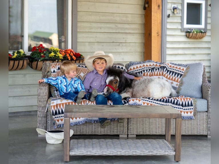 Weitere Ponys/Kleinpferde Hengst 2 Jahre 60 cm Roan-Bay in Jamesport, MO