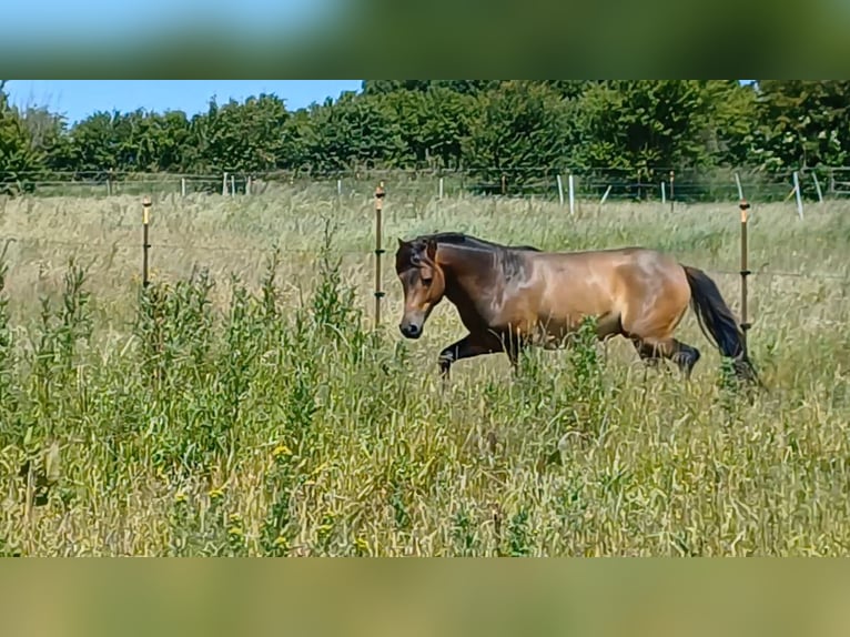 Weitere Ponys/Kleinpferde Hengst 3 Jahre 118 cm Falbe in Gram