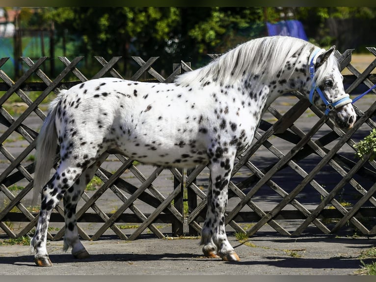Weitere Ponys/Kleinpferde Hengst 3 Jahre 132 cm Tigerschecke in Békéscsaba