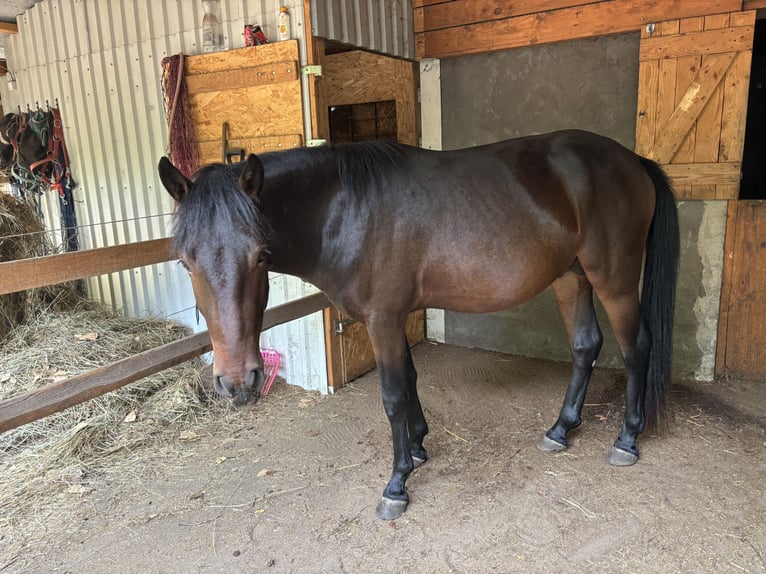 Weitere Ponys/Kleinpferde Hengst 3 Jahre 135 cm Schwarzbrauner in Lajosmizse