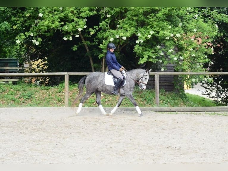 Weitere Ponys/Kleinpferde Hengst 3 Jahre 143 cm Schimmel in Wellheim