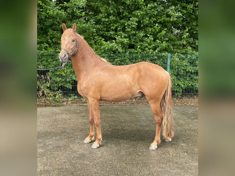 Weitere Ponys/Kleinpferde Hengst 3 Jahre 144 cm Fuchs in Verl