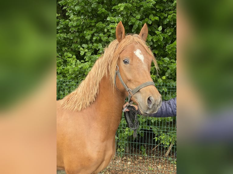 Weitere Ponys/Kleinpferde Hengst 3 Jahre 144 cm Fuchs in Verl
