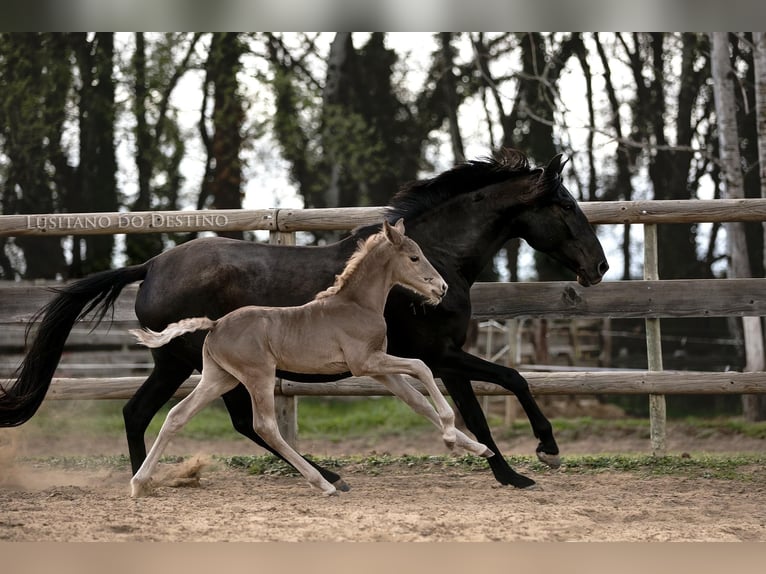 Weitere Ponys/Kleinpferde Hengst 3 Jahre 147 cm Palomino in Générac
