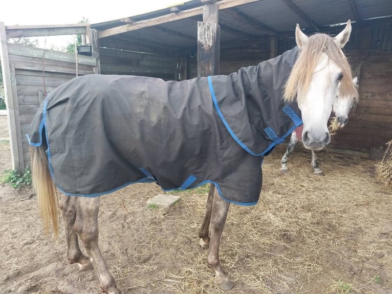 Weitere Ponys/Kleinpferde Mix Hengst 3 Jahre 148 cm Rotschimmel in Zwolle