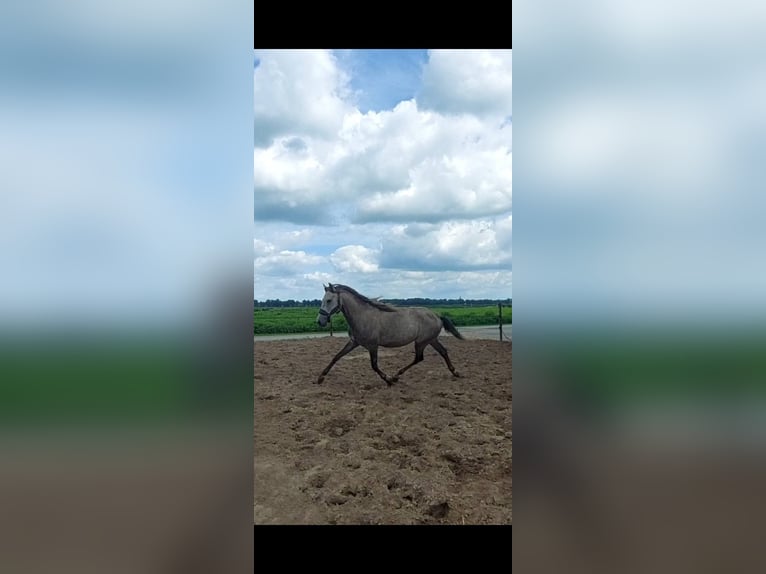 Weitere Ponys/Kleinpferde Mix Hengst 3 Jahre 148 cm Rotschimmel in Zwolle