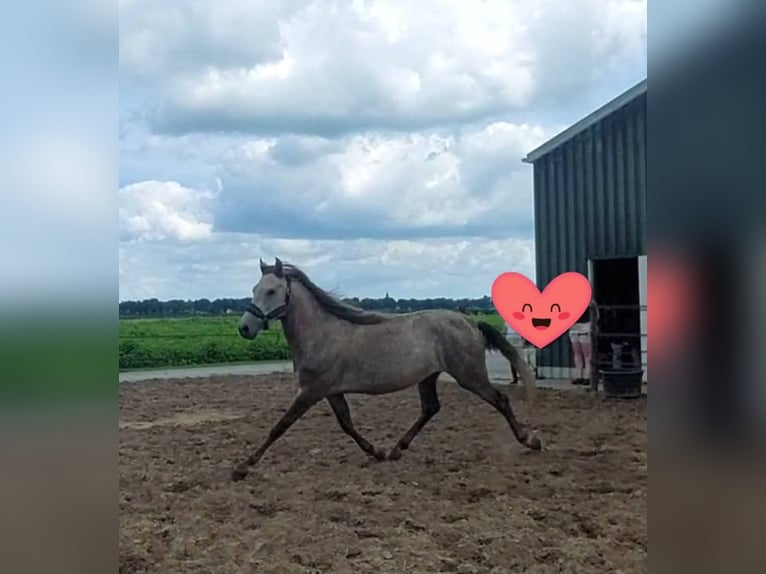 Weitere Ponys/Kleinpferde Mix Hengst 3 Jahre 148 cm Rotschimmel in Zwolle