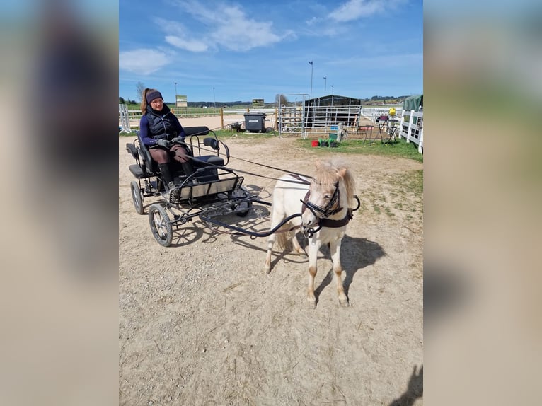 Weitere Ponys/Kleinpferde Hengst 3 Jahre 95 cm Roan-Red in Aitrang