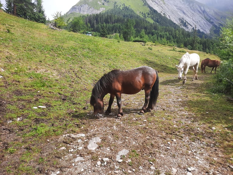 Weitere Ponys/Kleinpferde Mix Hengst 5 Jahre 100 cm Dunkelbrauner in Kals am Großglockner Weitere Ponys/Kleinpferde Mix Hengst 5 Jahre 100 cm Dunkelbrauner in Kals am Großglockner