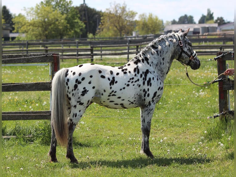 Weitere Ponys/Kleinpferde Hengst 5 Jahre 140 cm Tigerschecke in Rechnitz
