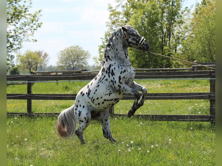 Weitere Ponys/Kleinpferde Hengst 5 Jahre 140 cm Tigerschecke in Rechnitz