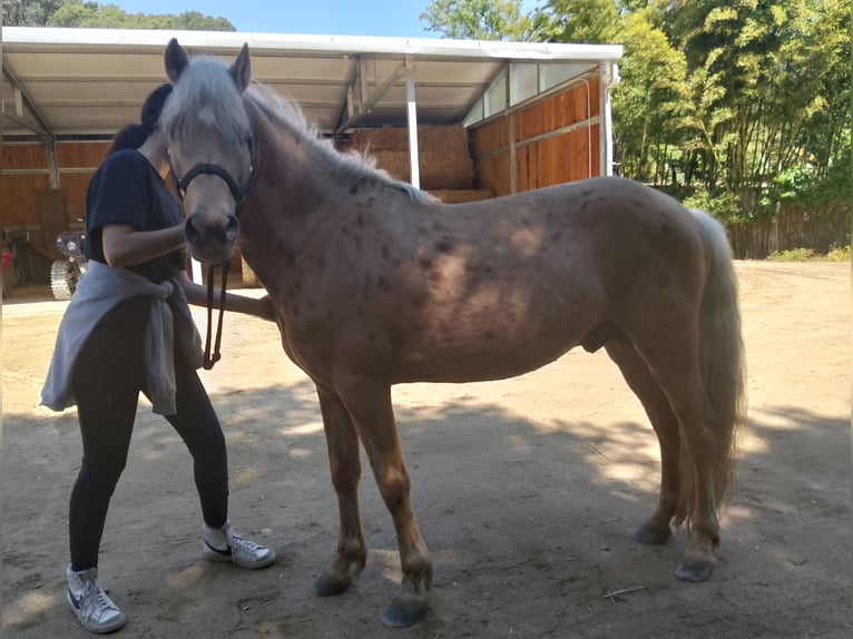 Weitere Ponys/Kleinpferde Mix Hengst 6 Jahre 140 cm Palomino in Santa Susanna