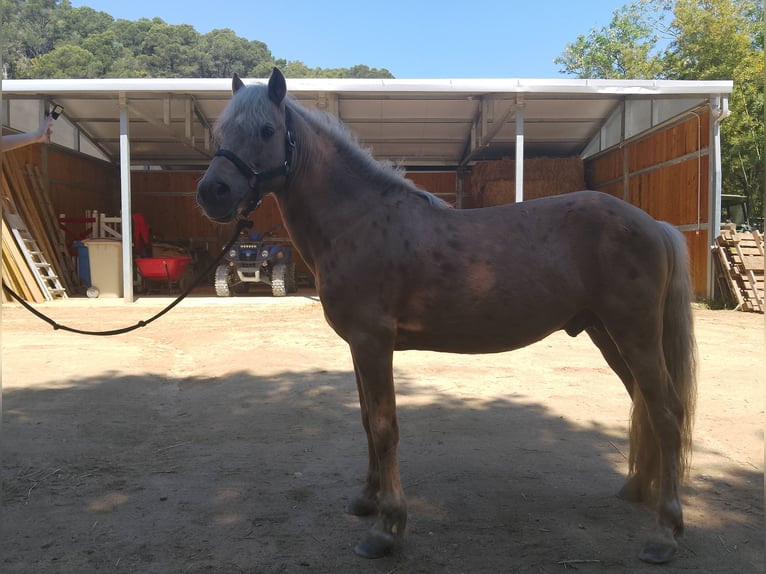 Weitere Ponys/Kleinpferde Mix Hengst 6 Jahre 140 cm Palomino in Santa Susanna