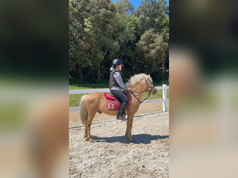 Weitere Ponys/Kleinpferde Mix Hengst 6 Jahre 140 cm Palomino in Santa Susanna