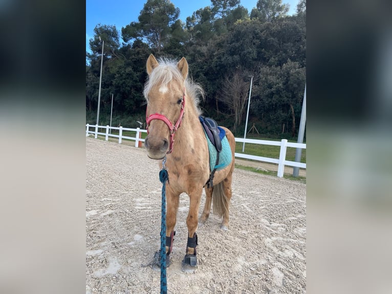 Weitere Ponys/Kleinpferde Mix Hengst 6 Jahre 140 cm Palomino in Santa Susanna