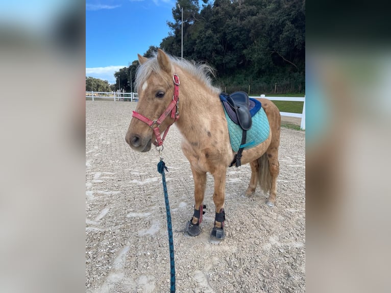 Weitere Ponys/Kleinpferde Mix Hengst 6 Jahre 140 cm Palomino in Santa Susanna