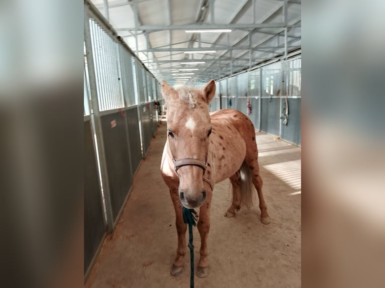 Weitere Ponys/Kleinpferde Mix Hengst 6 Jahre 140 cm Palomino in Santa Susanna