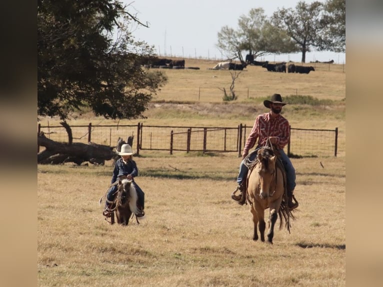 Weitere Ponys/Kleinpferde Hengst 7 Jahre 86 cm Palomino in Stephenville