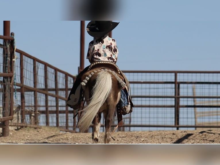 Weitere Ponys/Kleinpferde Hengst 7 Jahre 86 cm Palomino in Stephenville